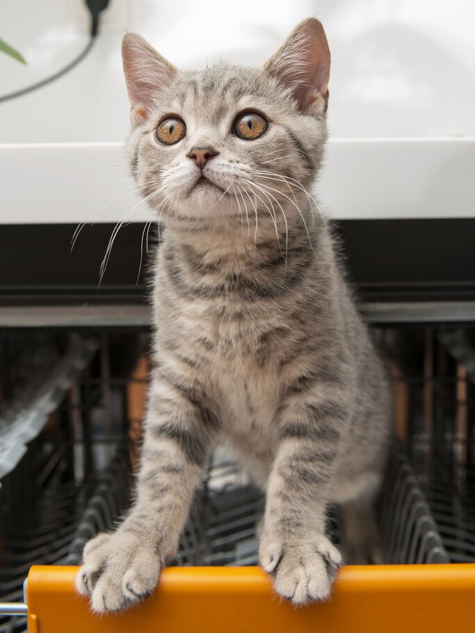 Süße Babykatze | © iStock.com / 101cats