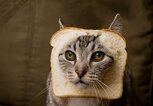 Katze im Toast | © iStock.com / LCLPhoto