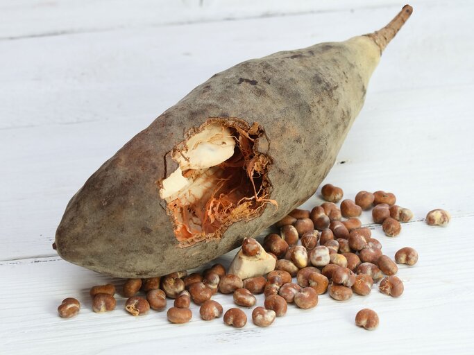 Baobab Frucht geöffnet | © iStock.com / svehlik