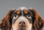 Süßer Hundewelpe | © iStock.com / SensorSpot