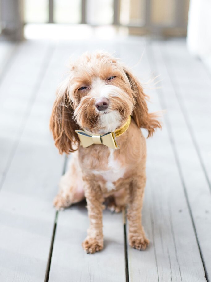 Lachender Hund | © iStock.com / HannahWade