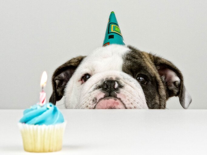 Hundebild zum Geburtstag | © iStock.com / Melnotte