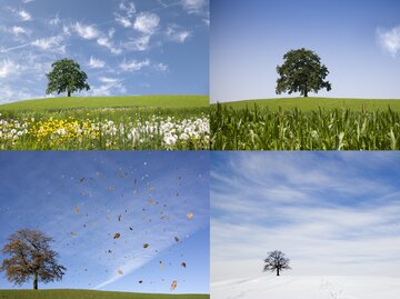 Ein Baum auf einer Wiese zeigt die verschiedenen vier Jahreszeiten auf | © GettyImages/Henglein and Steets