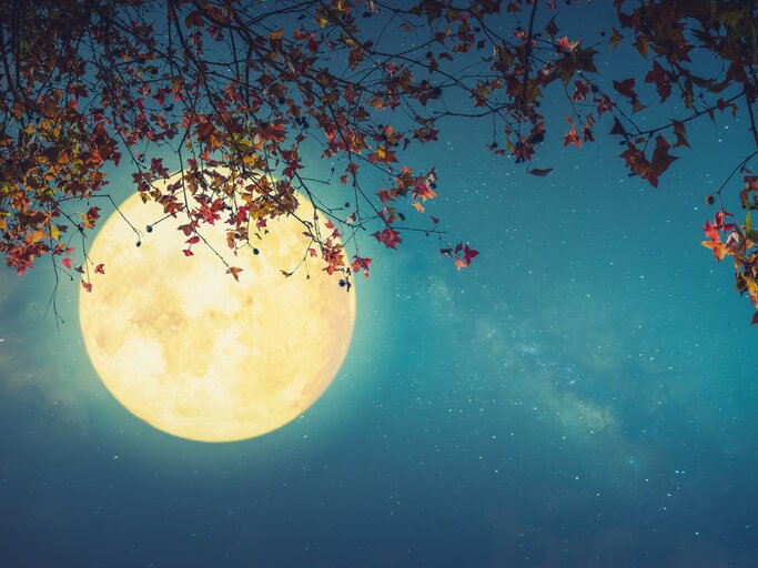 Schöner Vollmond am herbstlichen Nachthimmel | © AdobeStock/jakkapan